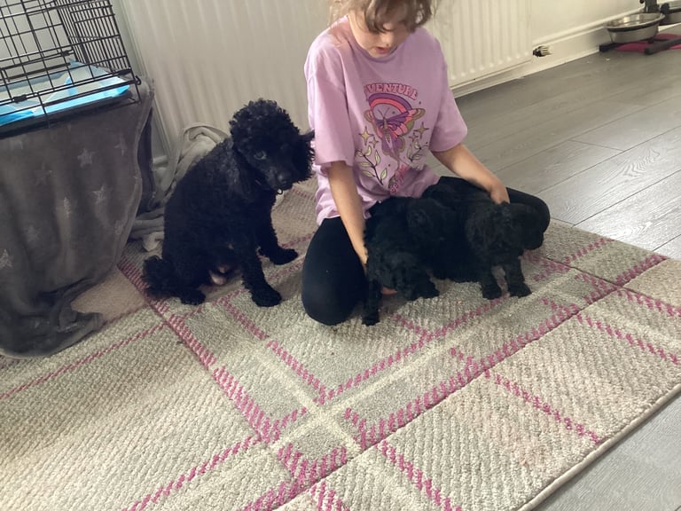 Poodle puppies 
