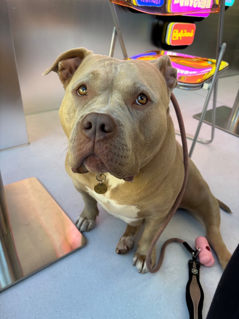 Sweetest Nala looking for a new home 