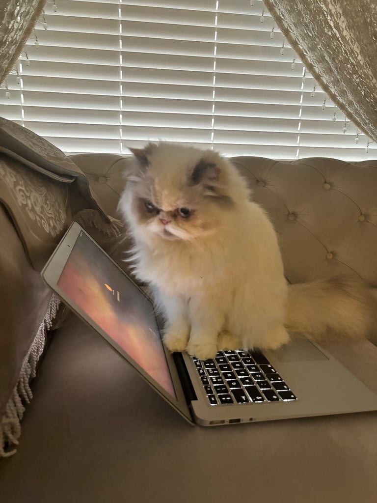 Persian cat- new loving home needed 