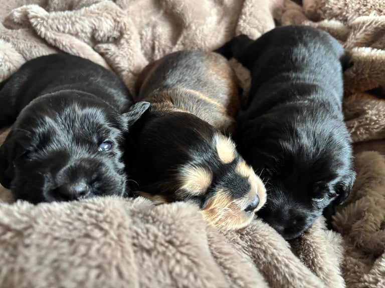 Mixed breed puppies 