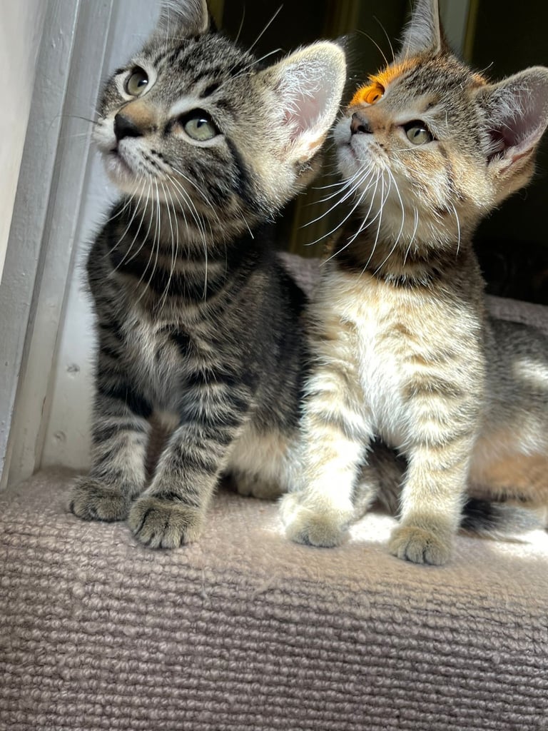 Cats to sale/they have already been sold