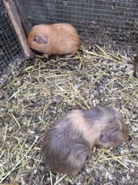 baby guinea pigs ready for sale