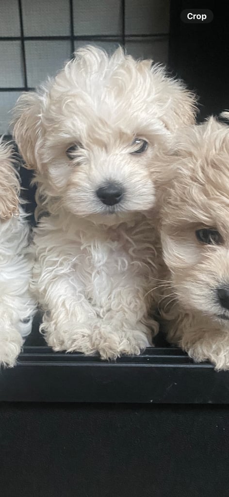 Maltipoo puppys 3girls 1boy 