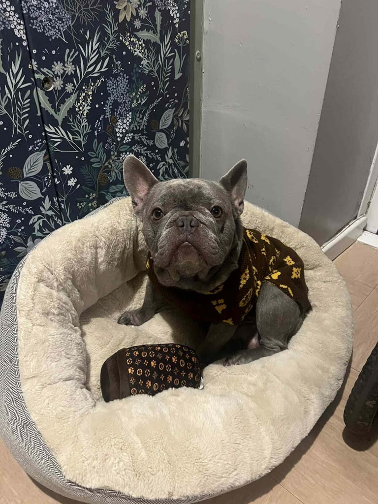 2 year old French Bulldog 