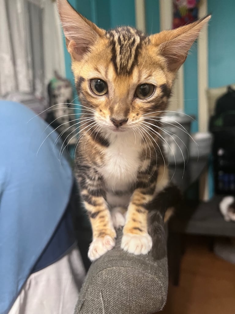 image for Pure bengle kitten 