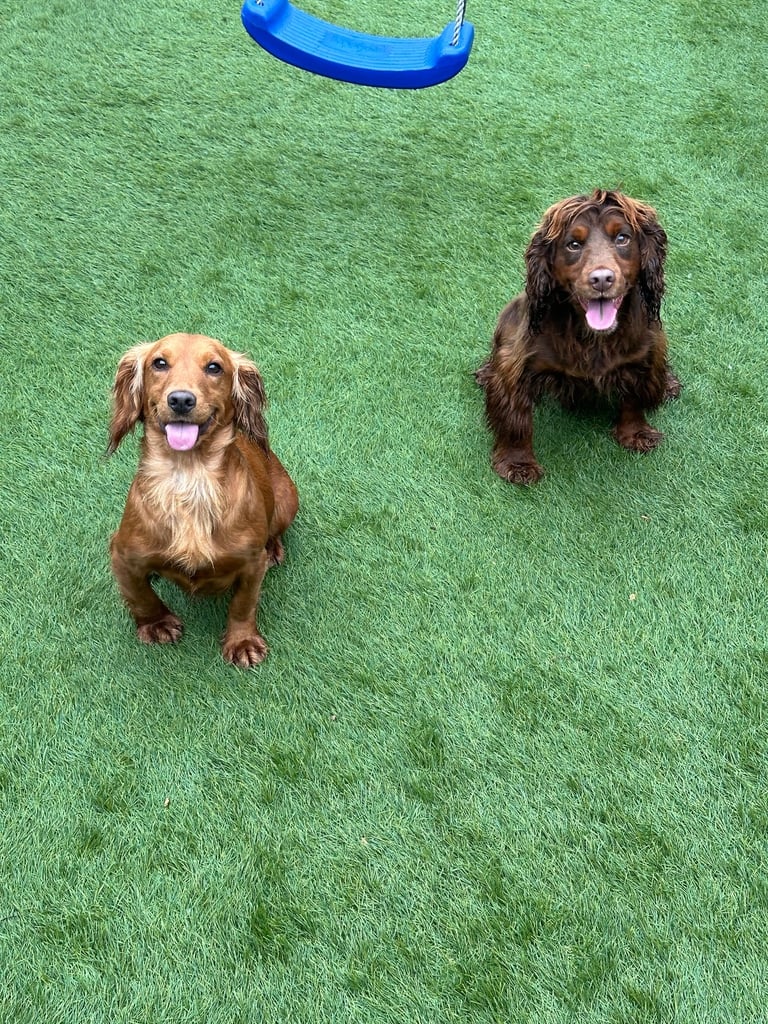 Cocker spaniel puppies field trial lines . 