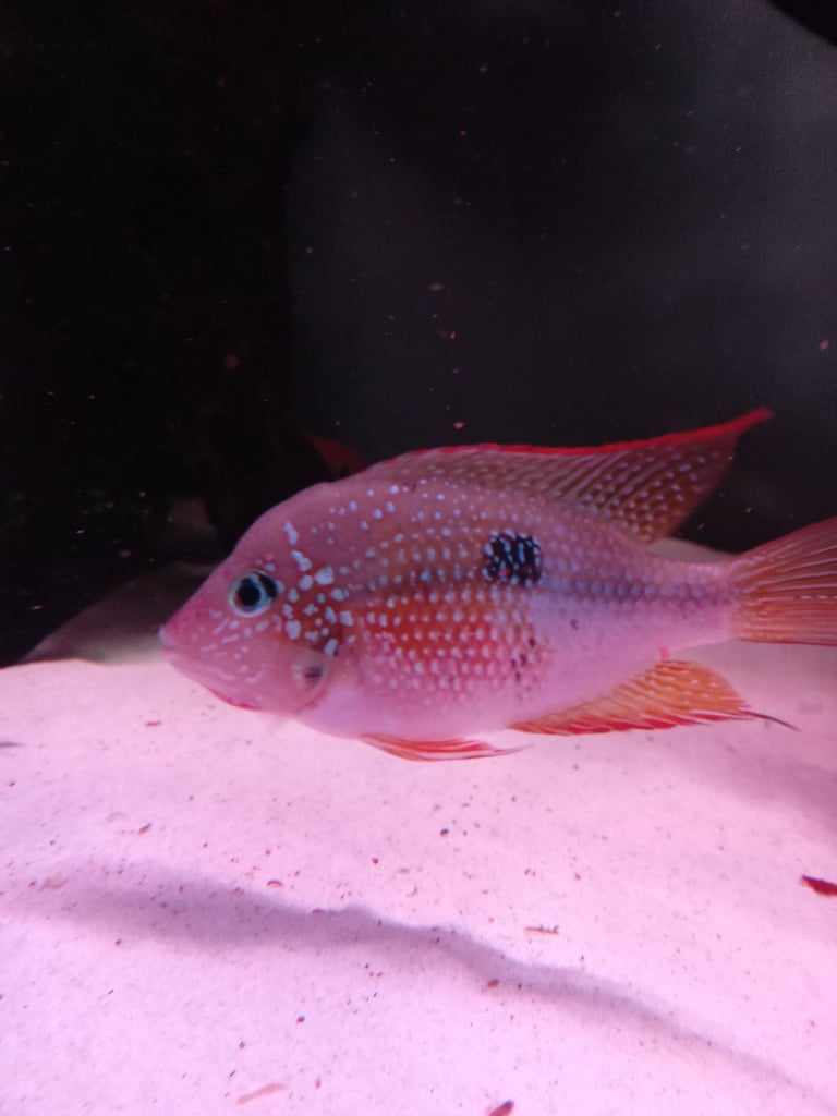 Ellioti cichlid 