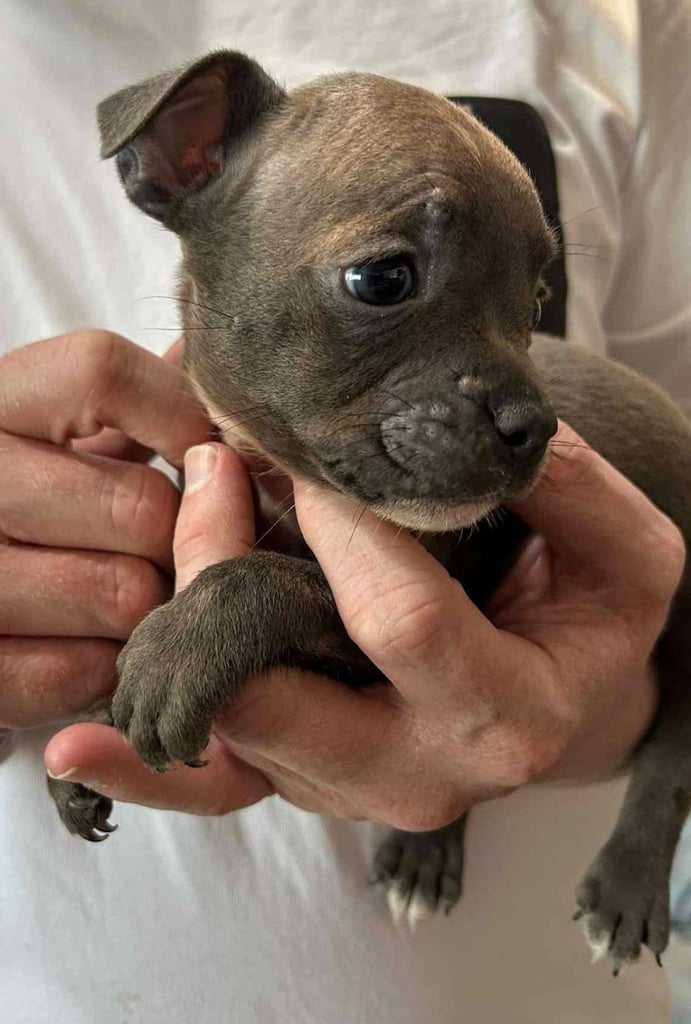 French Bulldog x Staffy - Puppies ( Price Reduced 4 LEFT )