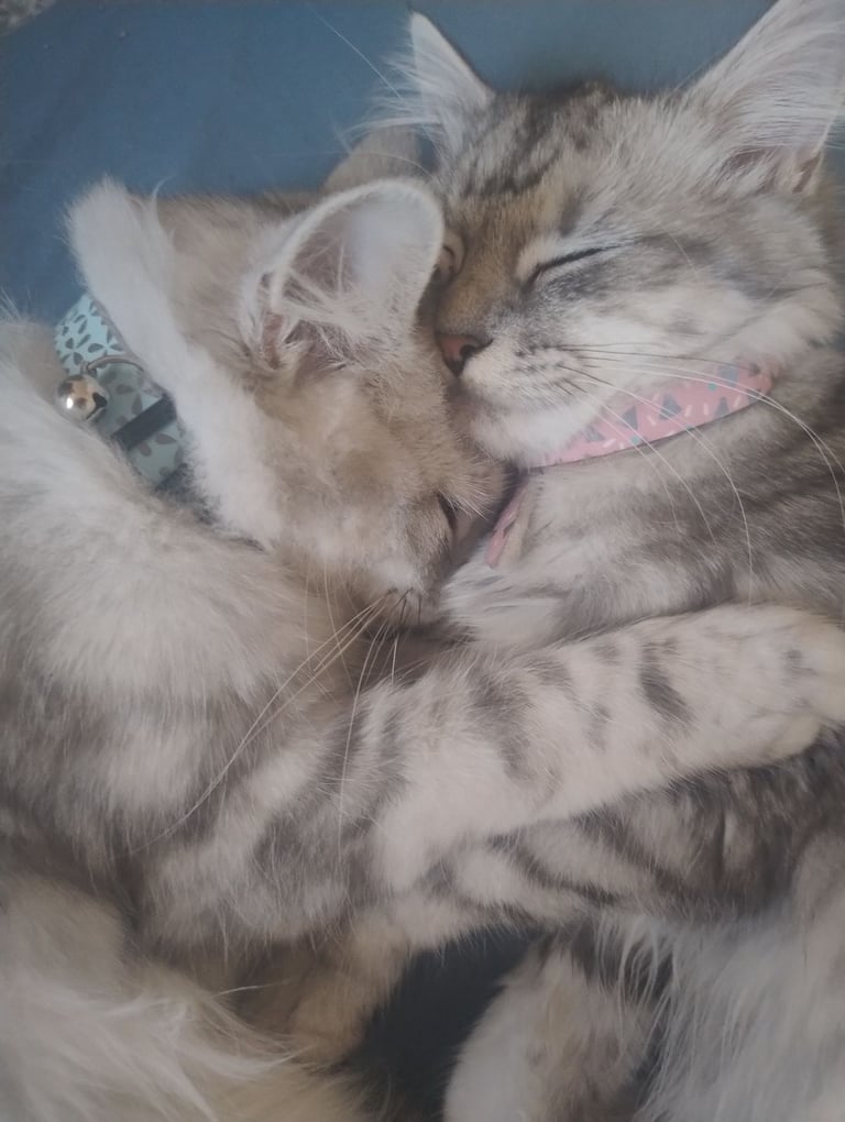 Rare chinchilla Persian Two Kittens And 18 Months Old Maine Coon Female Cat