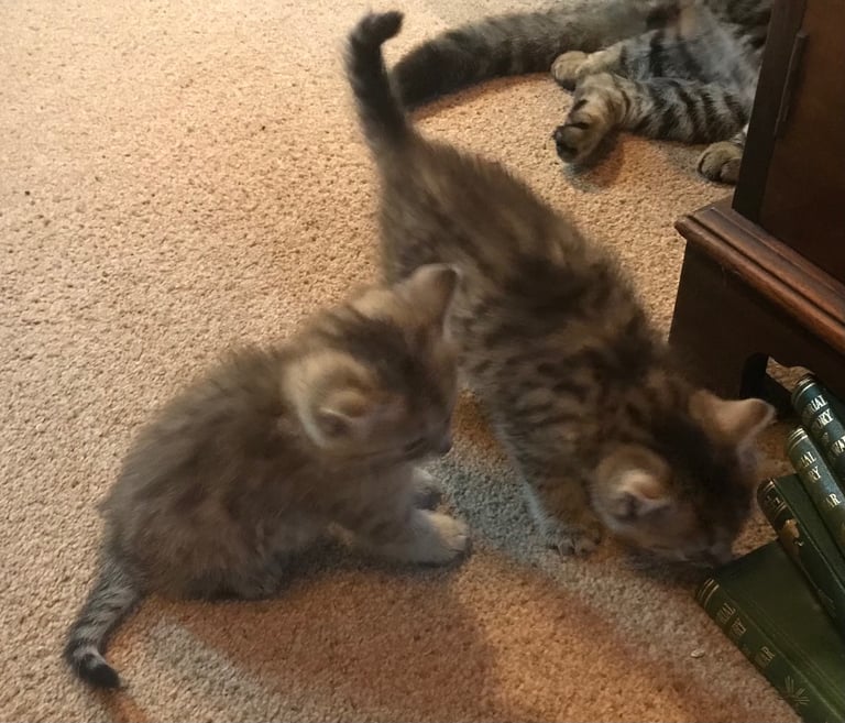 2 Beautiful Fluffy Tabby Kittens for sale