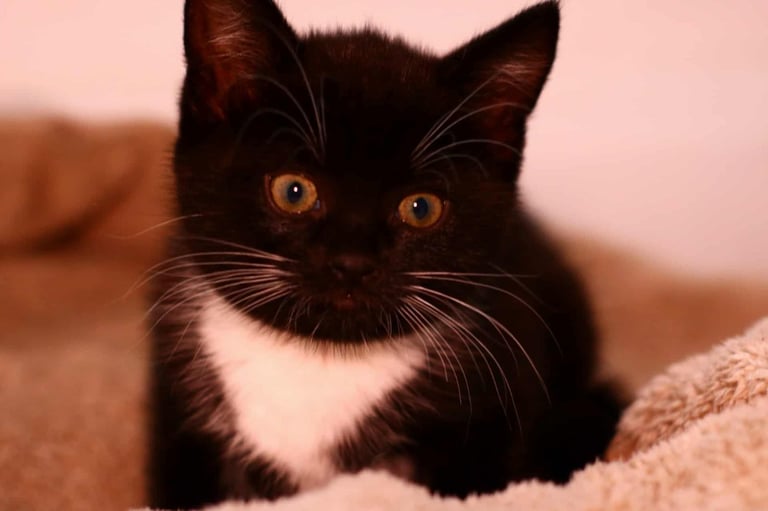 image for Kittens 