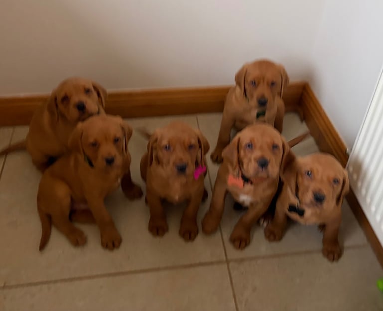 Kc fox red Labrador 1 boy ready now
