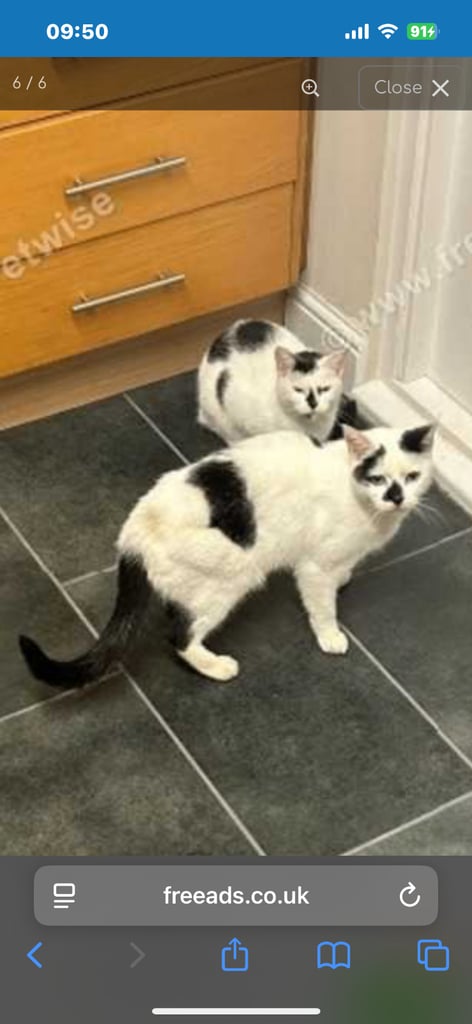 Coco and Dave Brother and Sister Cats