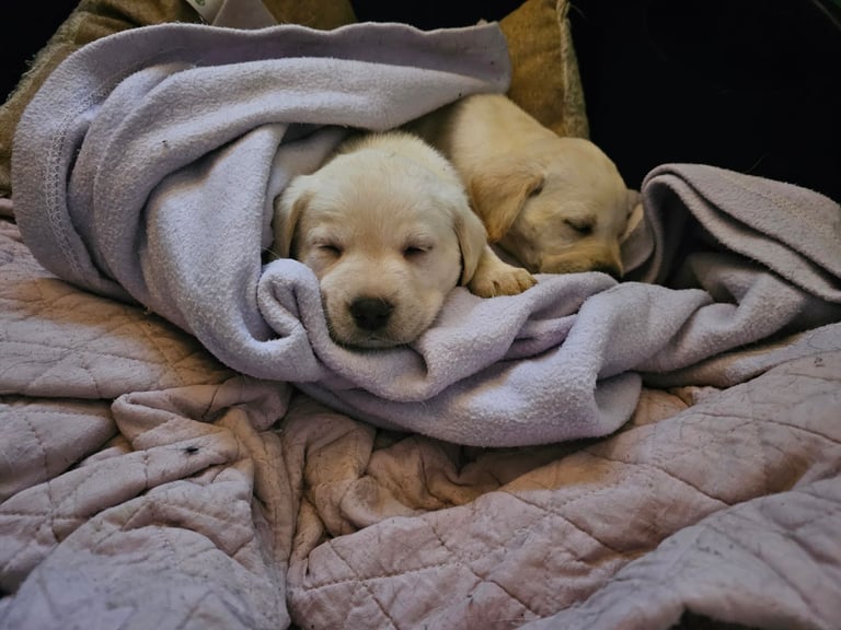 Beautiful Yellow Labrador Puppies for Sale