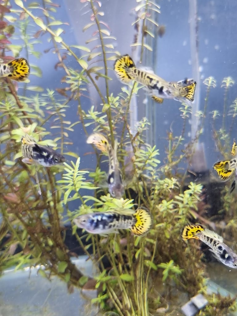 Rare Sunset Galaxy Guppies