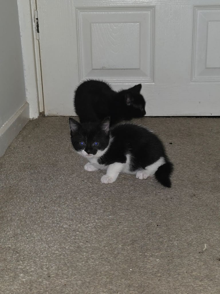 Kittens