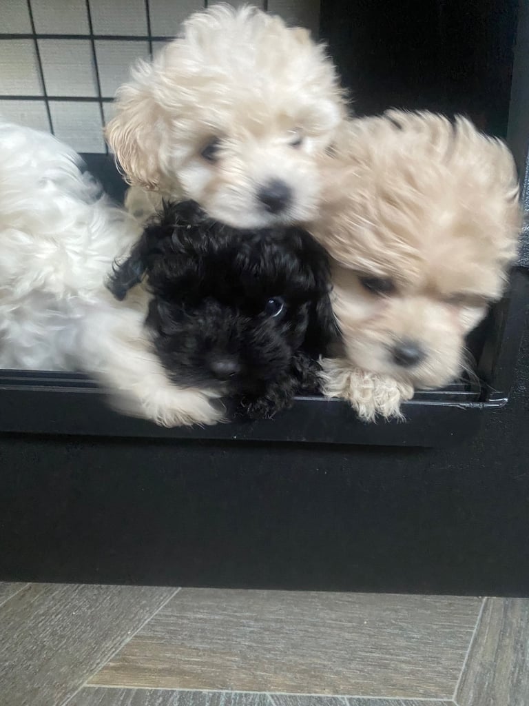 Maltipoo puppys 3girls 1boy 