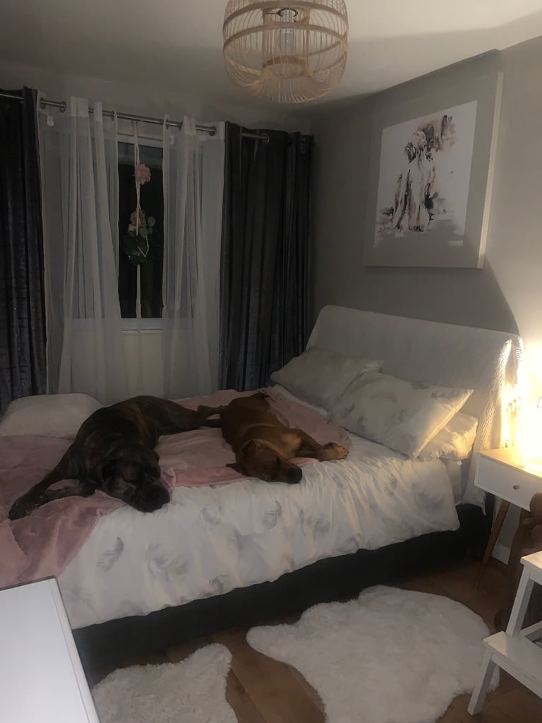 Forever home wanted 
