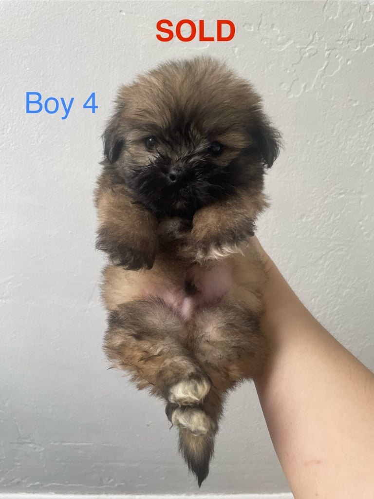 Beautiful Jack-Tzu puppies in Derby