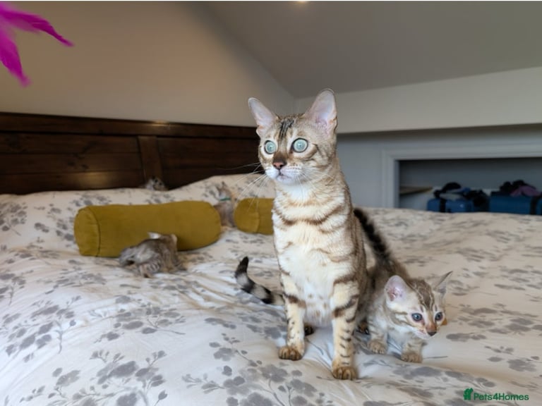 Stunning Snow Sepia Pedigree Bengal Kitten – Male – Ready Now 