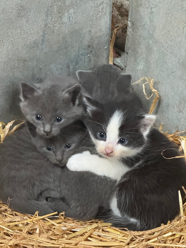 Kittens for sale - 2 boys, 2 girls  £120