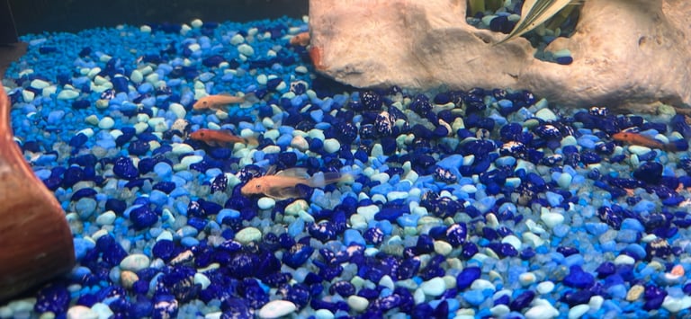 Lemon long fin pleco 