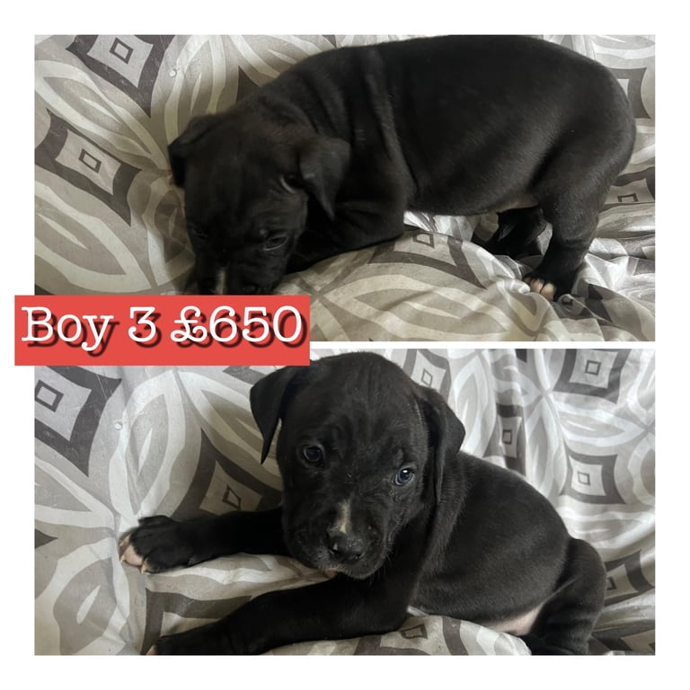 Staffy X cane corso puppies 