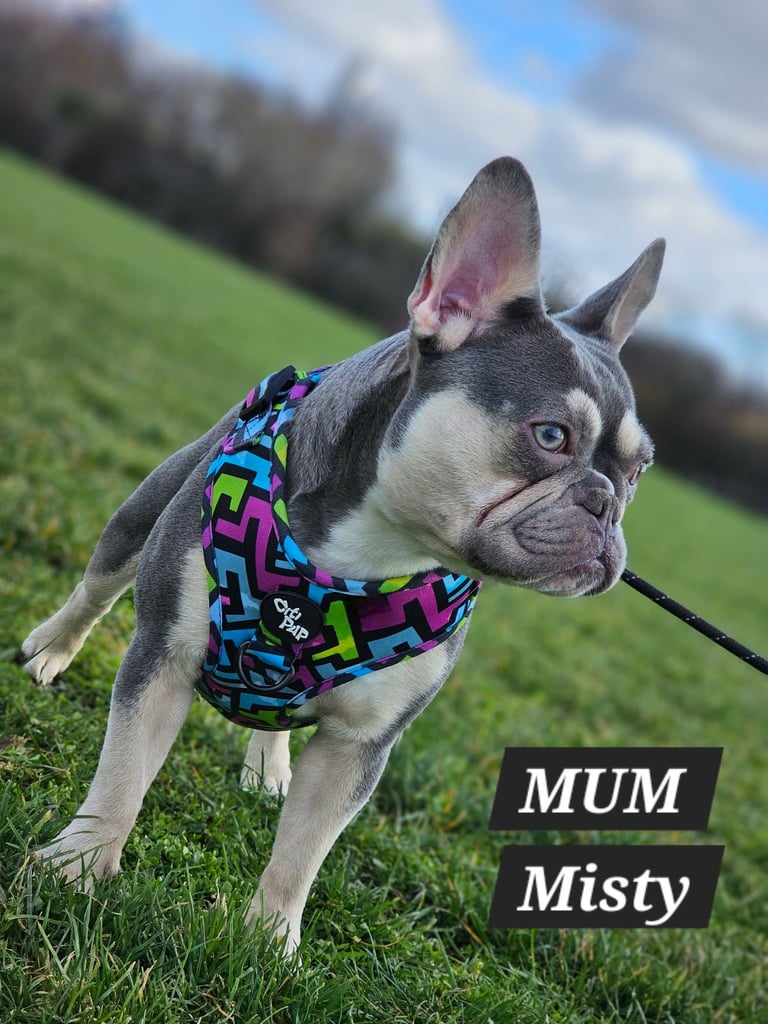 KC unique french bulldog puppies