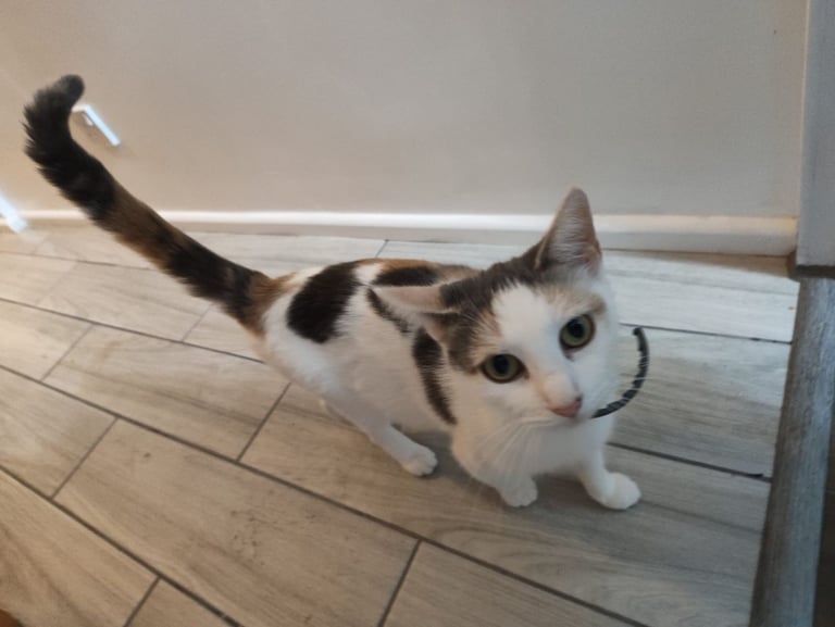 Adorable Female Cat for sale 