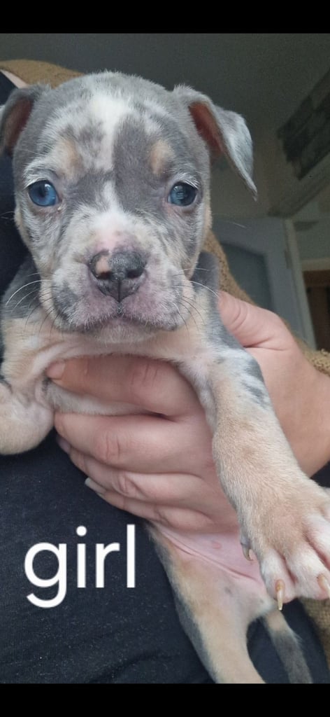 Pocket cross bully x alapara blue blood cross bully 