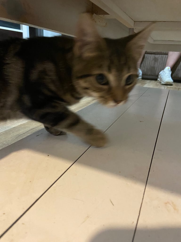 Gorgeous tabby kitten