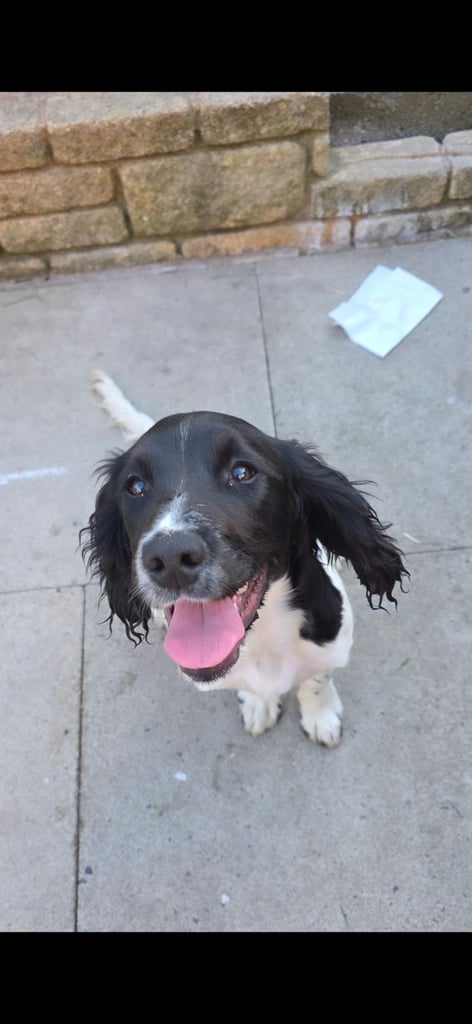 image for English Springer Spaniel Puppy