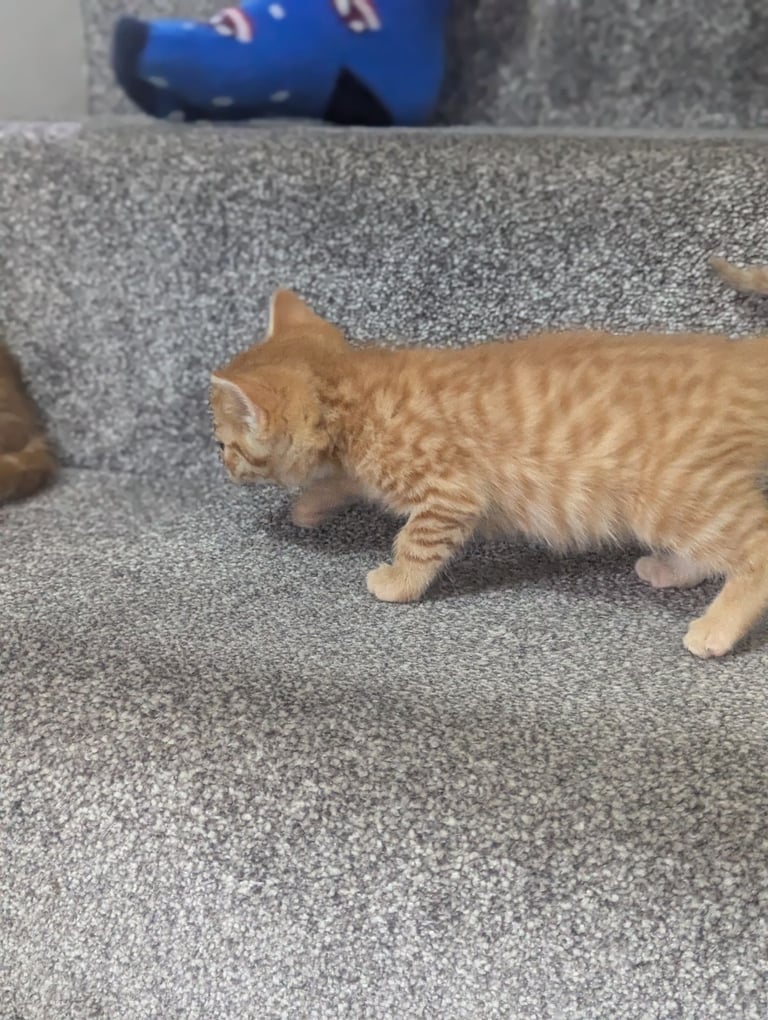 Two lovely ginger kittens 