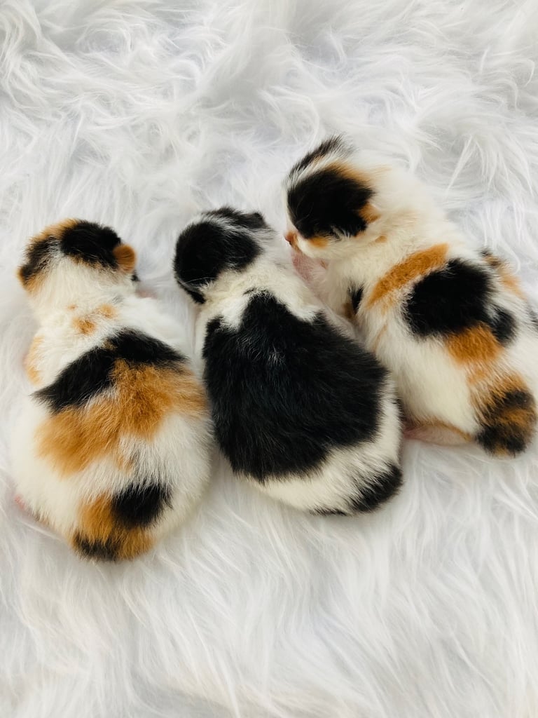 Fluffy Kittens 