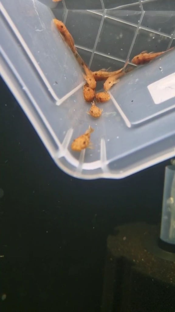 Super Red bristlenose plecos