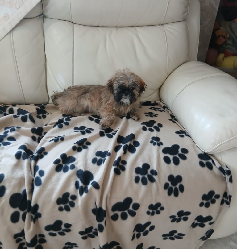 image for shih tzu puppy