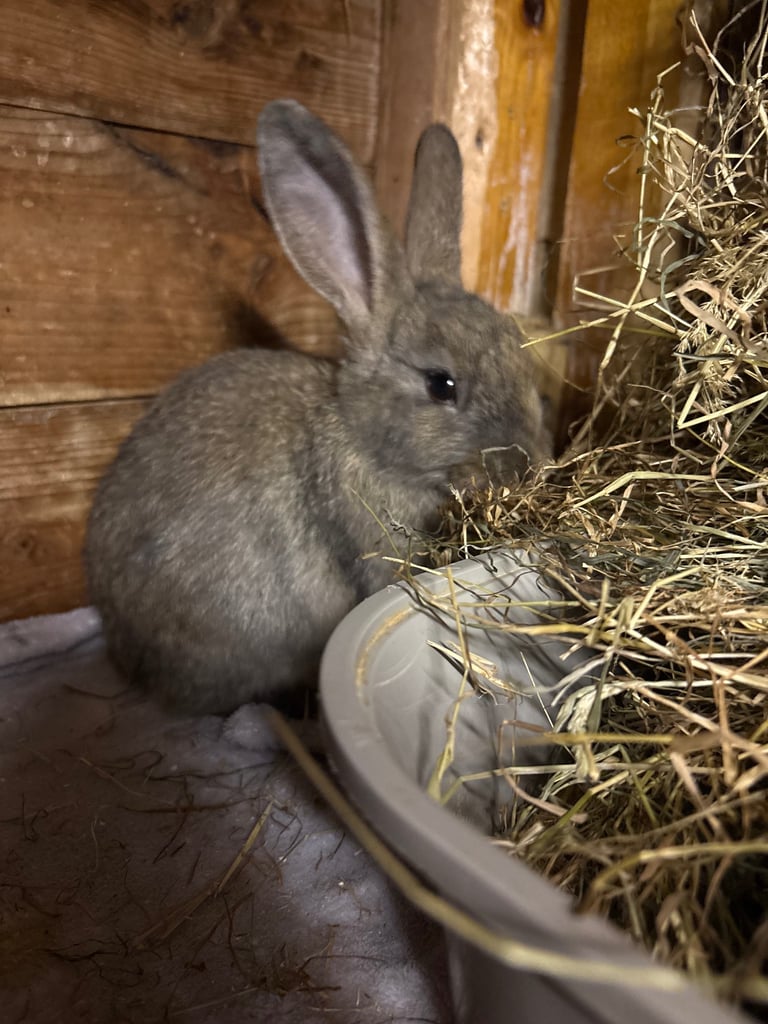 Gorgeous little angora/lionhead baby bunny rabbits 