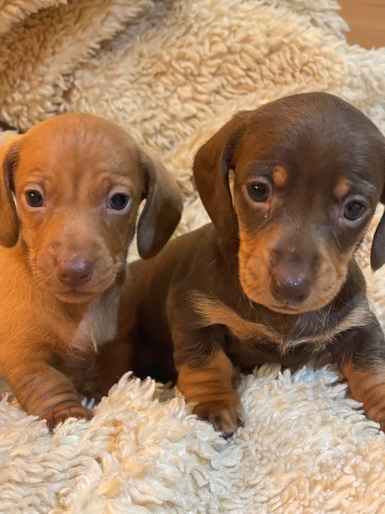 Miniature Dachshund Puppies