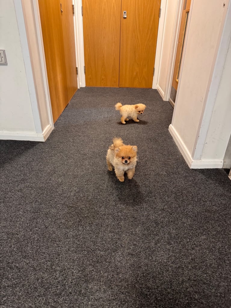 Small teddy Pomeranian puppy boy (brown) 
