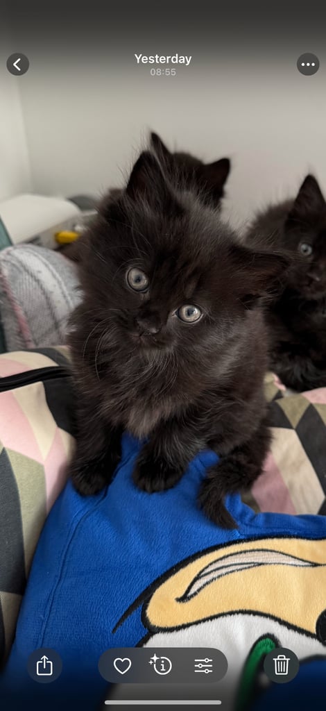 Kittens 