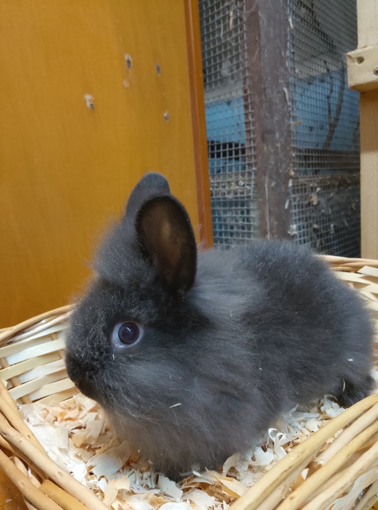 Lionhead Rabbits