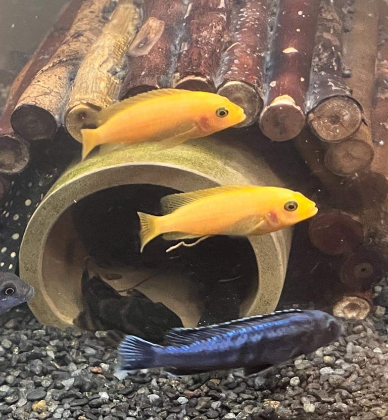 image for Cichlids fry and feather fin cat fish