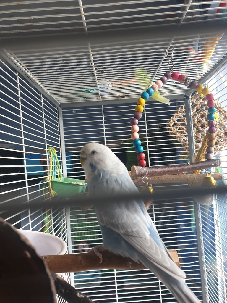 Budgie with large cage, toys etc