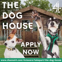 Thinking of getting a dog? Have you considered rehoming? 