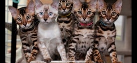 Bengal kittens Pure Breed, Ready to leave
