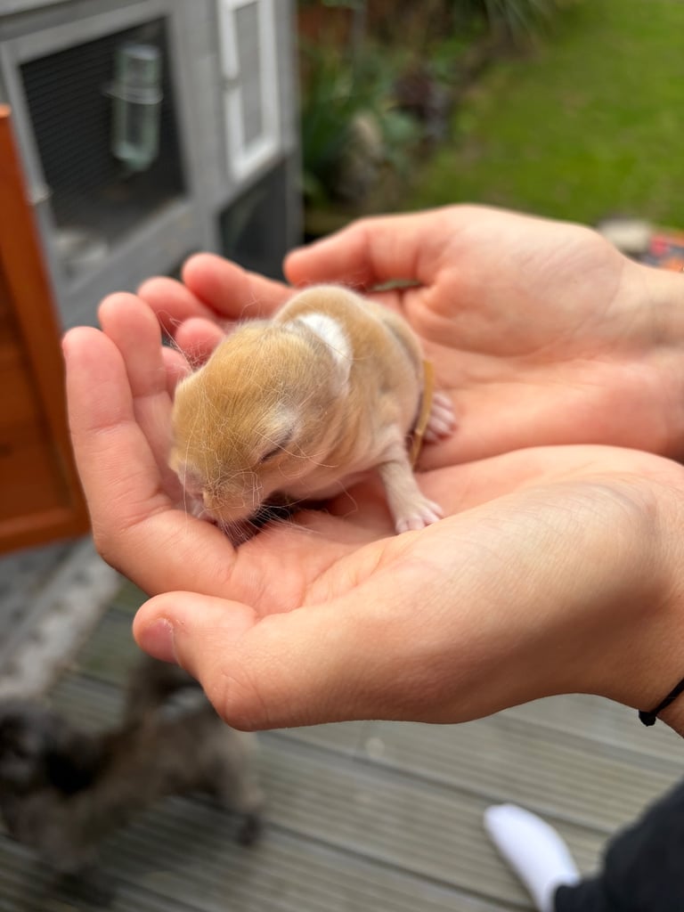 Baby bunnies for sale 