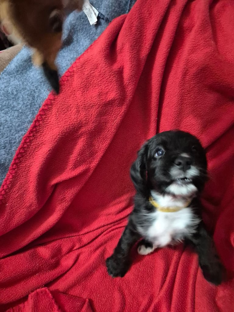 Poodle cross puppies for sale