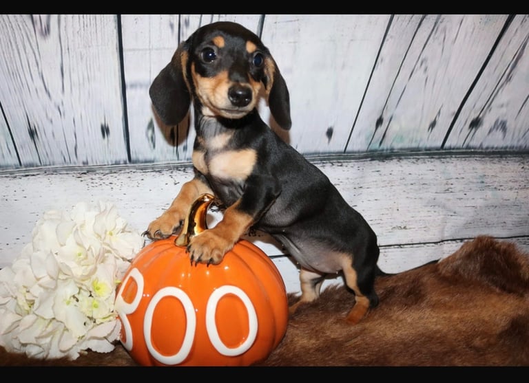 Last Black and Tan boy KC registered - Stunning miniature Dachshund puppy for sale
