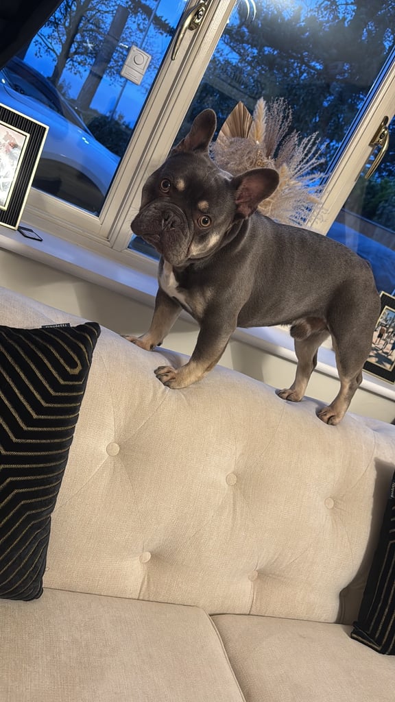 KC French bulldog for sale 