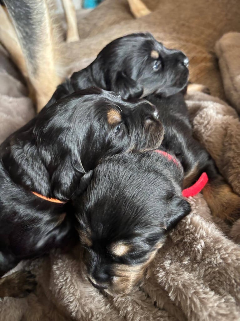 Mixed breed puppies 